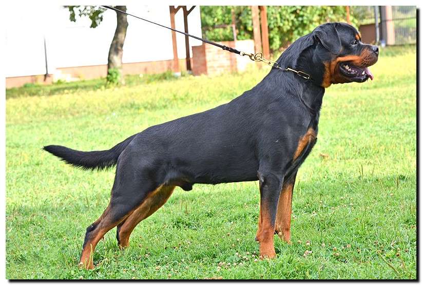 Excalibur vom Quercus Wald Excalibur vom Quercus Wald